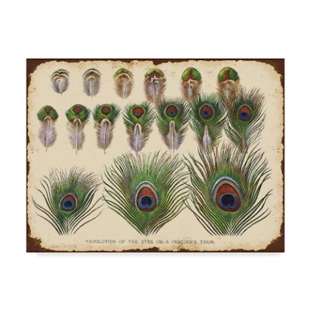 Jean Plout 'Vintage Feather Study Green' Canvas Art,18x24